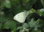 SX06875 Small White butterfly (Pieris rapae).jpg